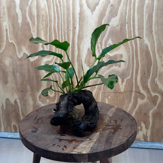 Scapeshop.com.au One Only Anubias 'Petite Emerald Heart' on Medium Driftwood Creation - One Only - Fancy Buy Anubias Petite Emerald Heart Medium Driftwood ONE ONLY Scapeshop
