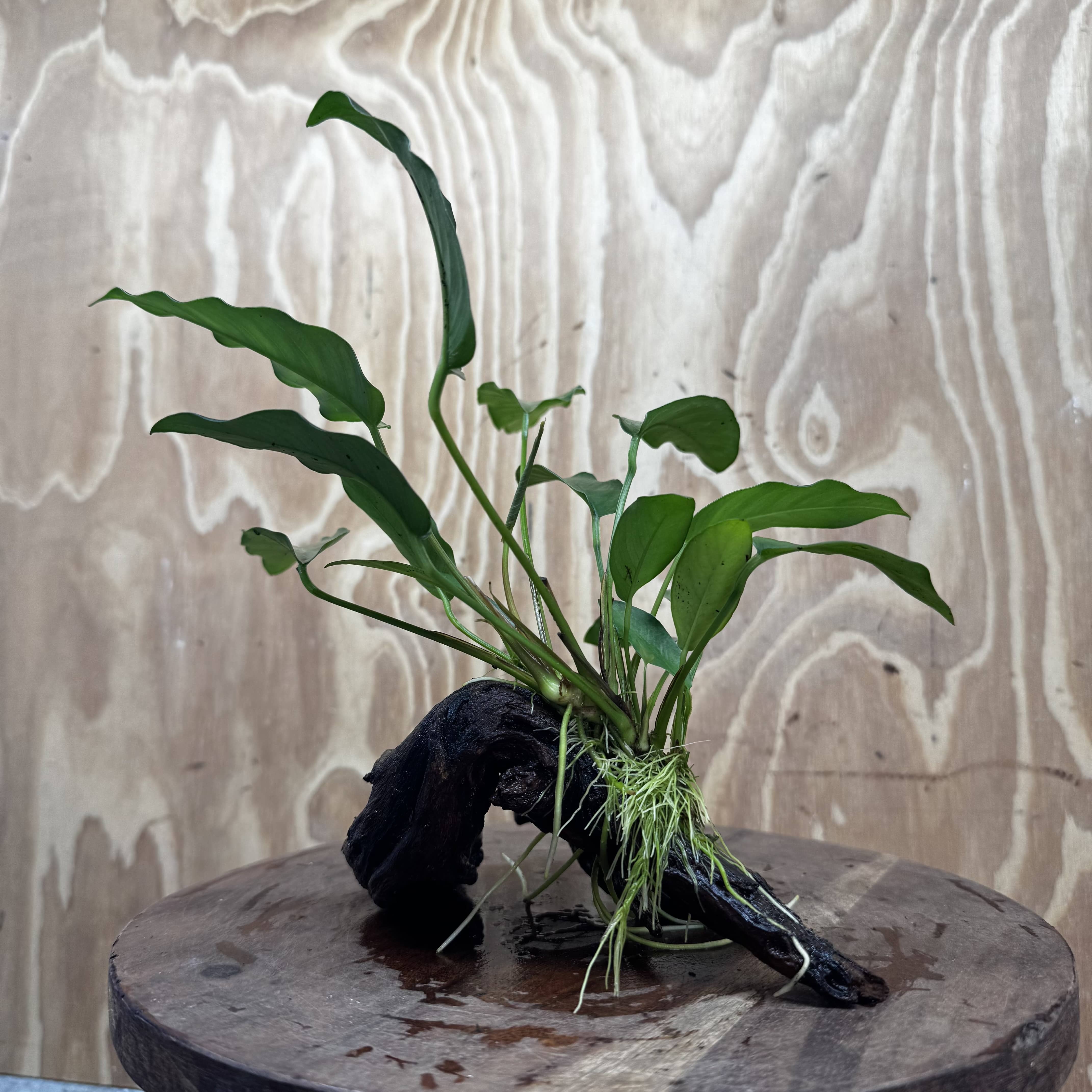 Scapeshop.com.au One Only Anubias 'Petite Emerald Heart' on Medium Driftwood Creation - One Only - Fancy Buy Anubias Petite Emerald Heart Medium Driftwood ONE ONLY Scapeshop