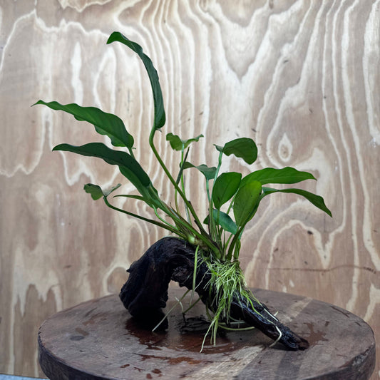 Scapeshop.com.au One Only Anubias 'Petite Emerald Heart' on Medium Driftwood Creation - One Only - Fancy Buy Anubias Petite Emerald Heart Medium Driftwood ONE ONLY Scapeshop
