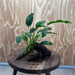 Scapeshop.com.au One Only Anubias 'Petite Emerald Heart' on Medium Driftwood Creation - One Only - Fancy Buy Anubias Petite Emerald Heart Medium Driftwood ONE ONLY Scapeshop