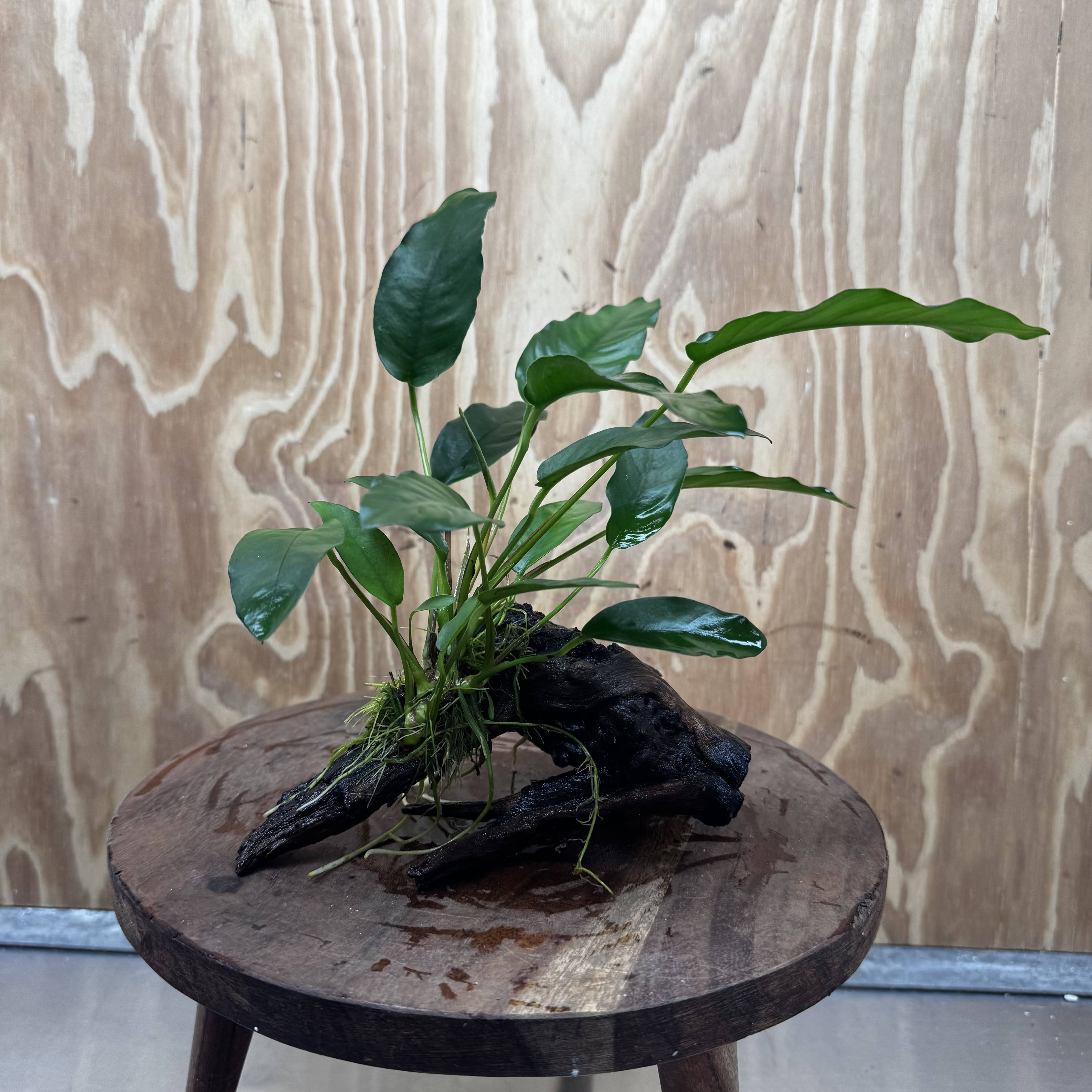 Scapeshop.com.au One Only Anubias 'Petite Emerald Heart' on Medium Driftwood Creation - One Only - Fancy Buy Anubias Petite Emerald Heart Medium Driftwood ONE ONLY Scapeshop