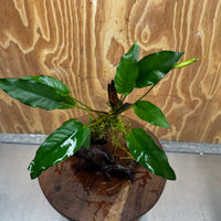 Scapeshop.com.au One Only Anubias 'Petite Emerald Heart' on Medium Driftwood Creation - One Only - Fancy Buy Anubias Petite Emerald Heart Medium Driftwood ONE ONLY Scapeshop