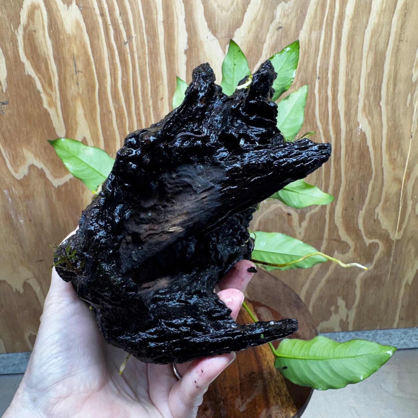 Scapeshop.com.au One Only Anubias 'Petite Emerald Heart' on Medium Driftwood Creation - One Only - Fancy Buy Anubias Petite Emerald Heart Medium Driftwood ONE ONLY Scapeshop