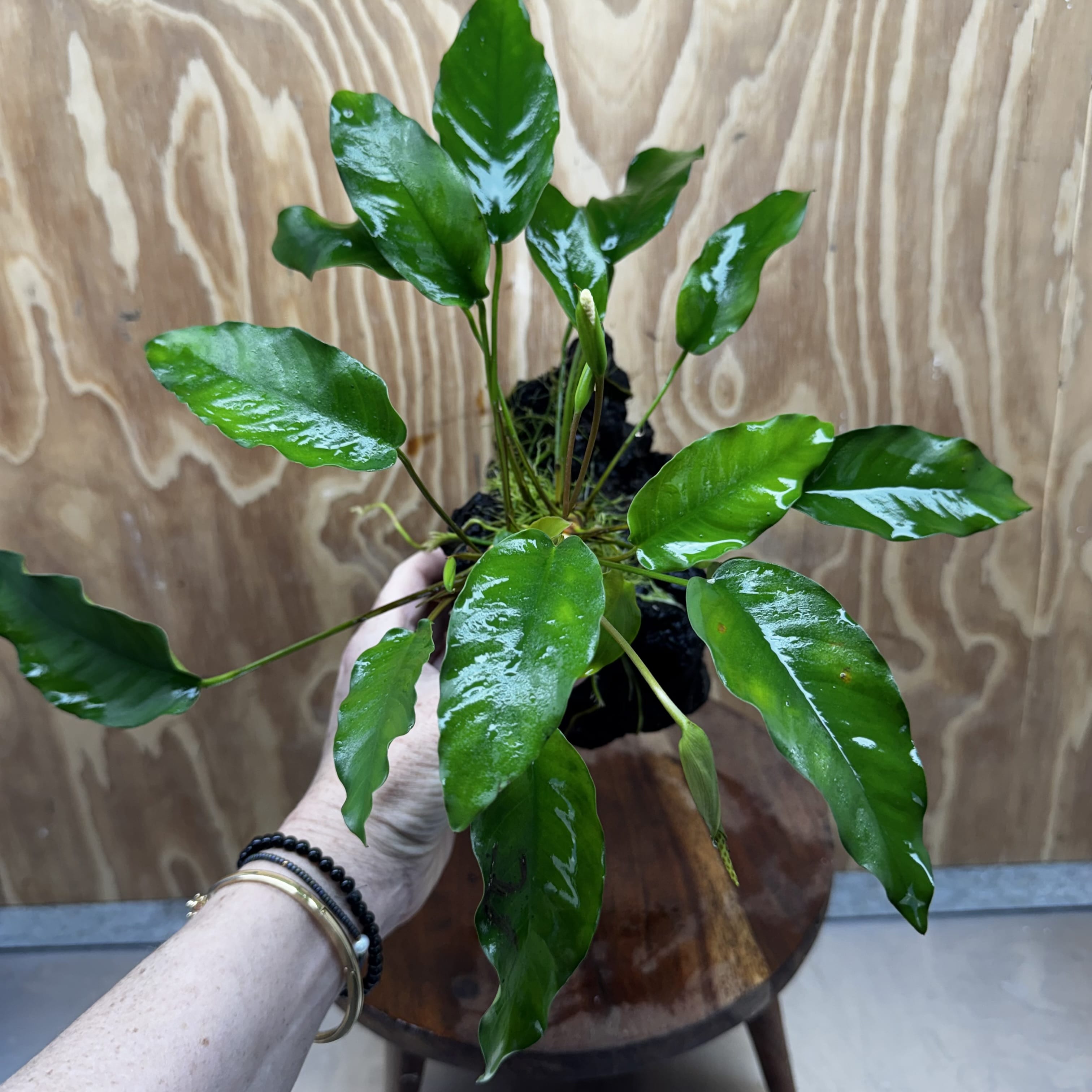 Scapeshop.com.au One Only Anubias 'Petite Emerald Heart' on Medium Driftwood Creation - One Only - Fancy Buy Anubias Petite Emerald Heart Medium Driftwood ONE ONLY Scapeshop