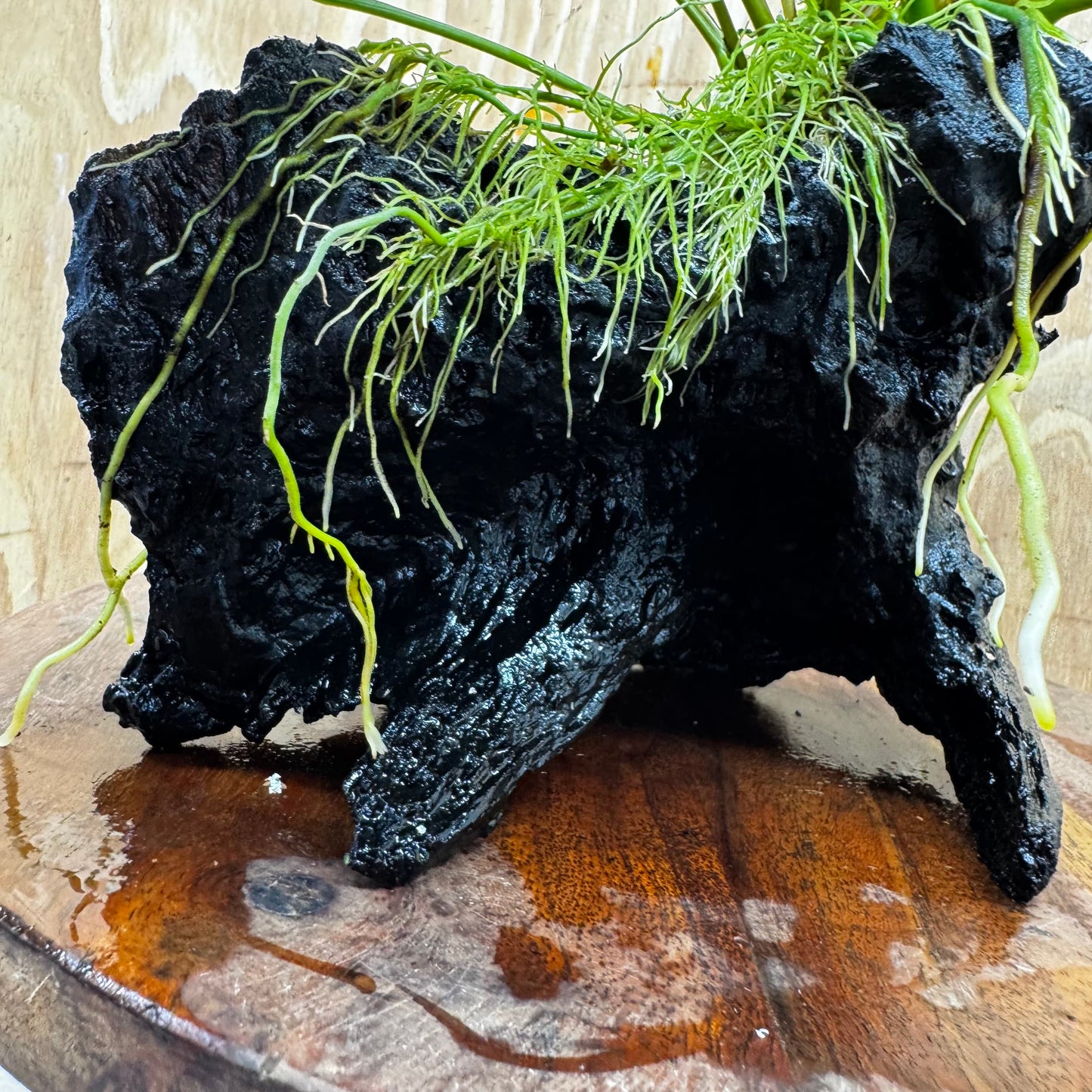 Scapeshop.com.au One Only Anubias 'Petite Emerald Heart' on Medium Driftwood Creation - One Only - Fancy Buy Anubias Petite Emerald Heart Medium Driftwood ONE ONLY Scapeshop