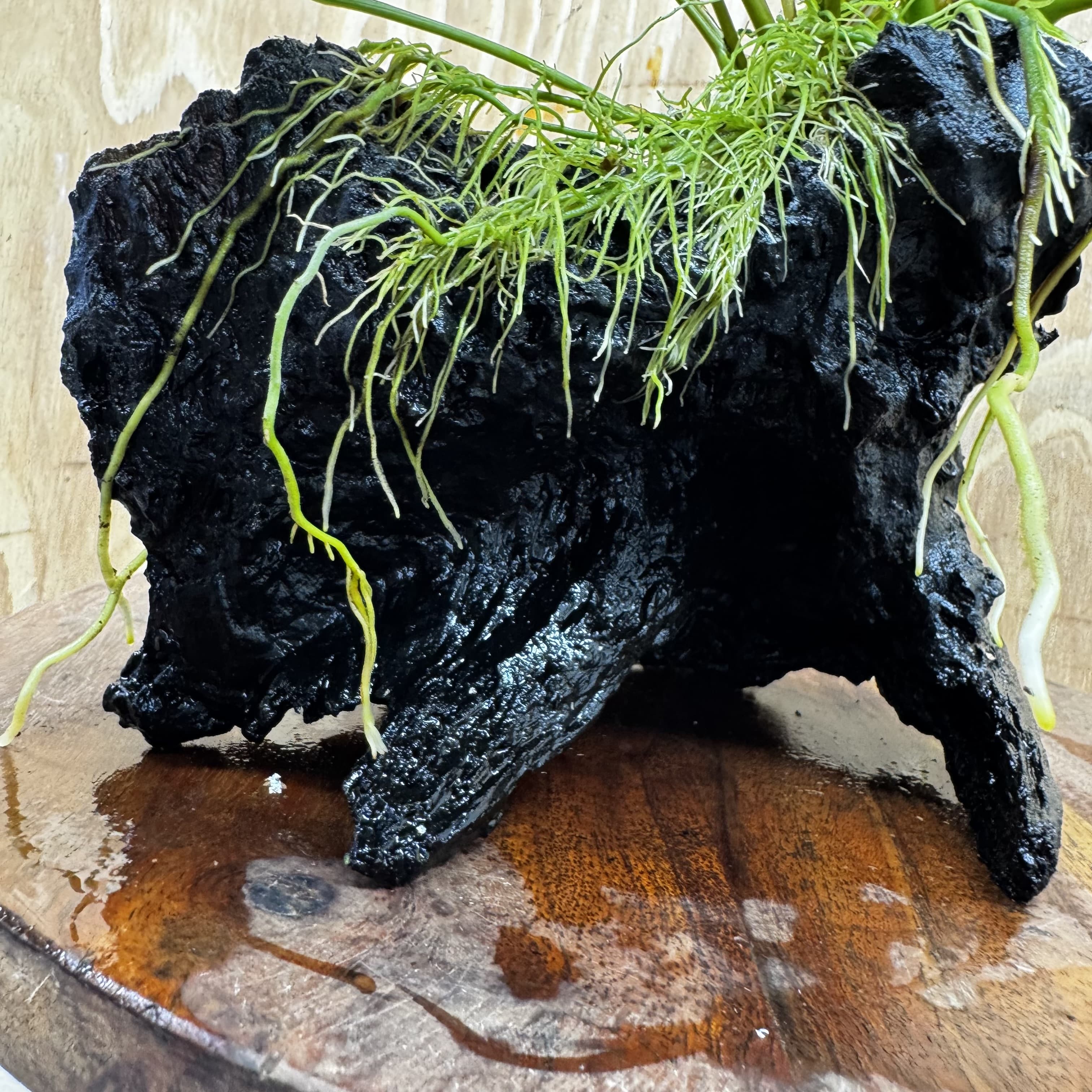 Scapeshop.com.au One Only Anubias 'Petite Emerald Heart' on Medium Driftwood Creation - One Only - Fancy Buy Anubias Petite Emerald Heart Medium Driftwood ONE ONLY Scapeshop
