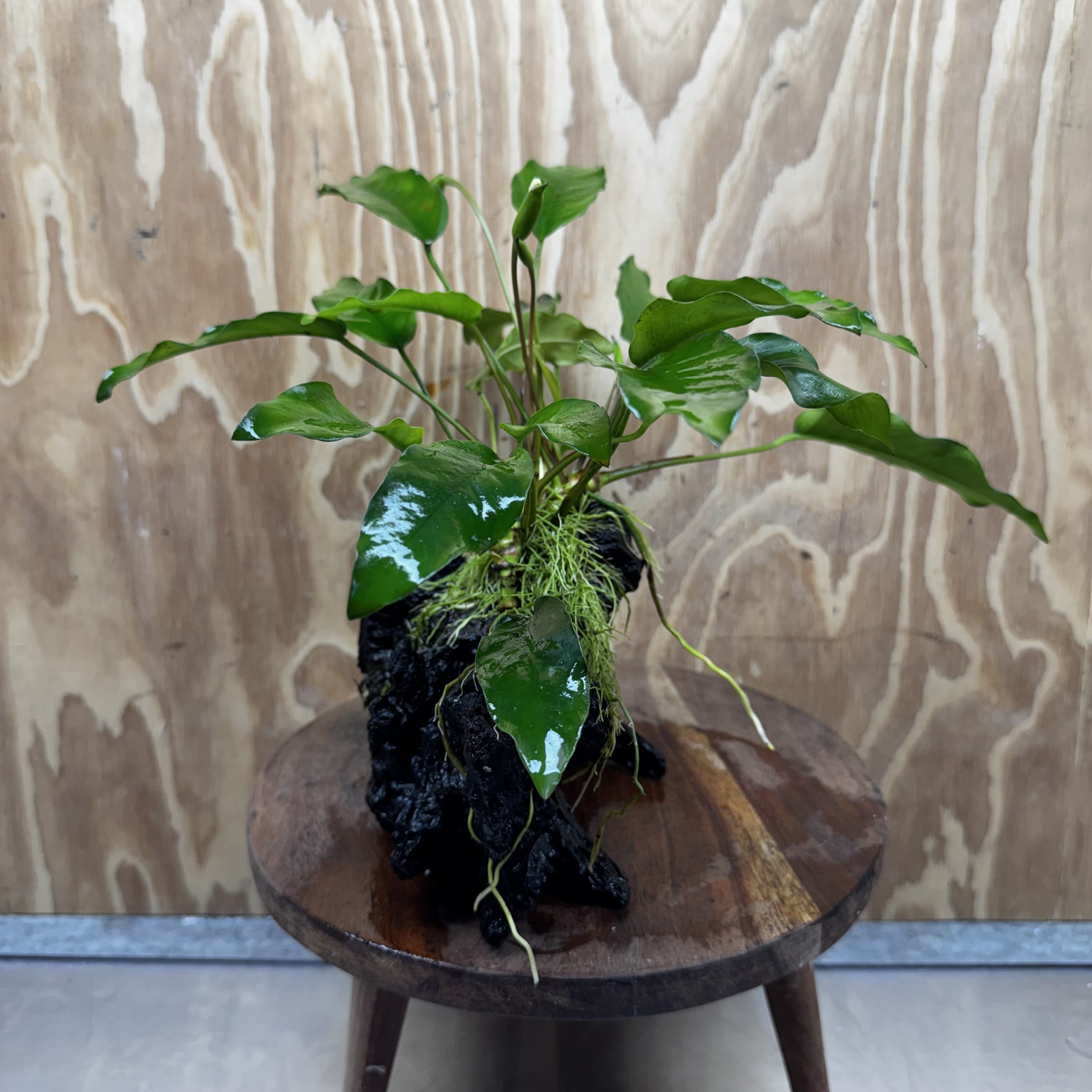 Scapeshop.com.au One Only Anubias 'Petite Emerald Heart' on Medium Driftwood Creation - One Only - Fancy Buy Anubias Petite Emerald Heart Medium Driftwood ONE ONLY Scapeshop