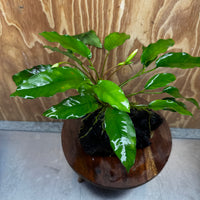 Scapeshop.com.au One Only Anubias 'Petite Emerald Heart' on Medium Driftwood Creation - One Only - Fancy Buy Anubias Petite Emerald Heart Medium Driftwood ONE ONLY Scapeshop