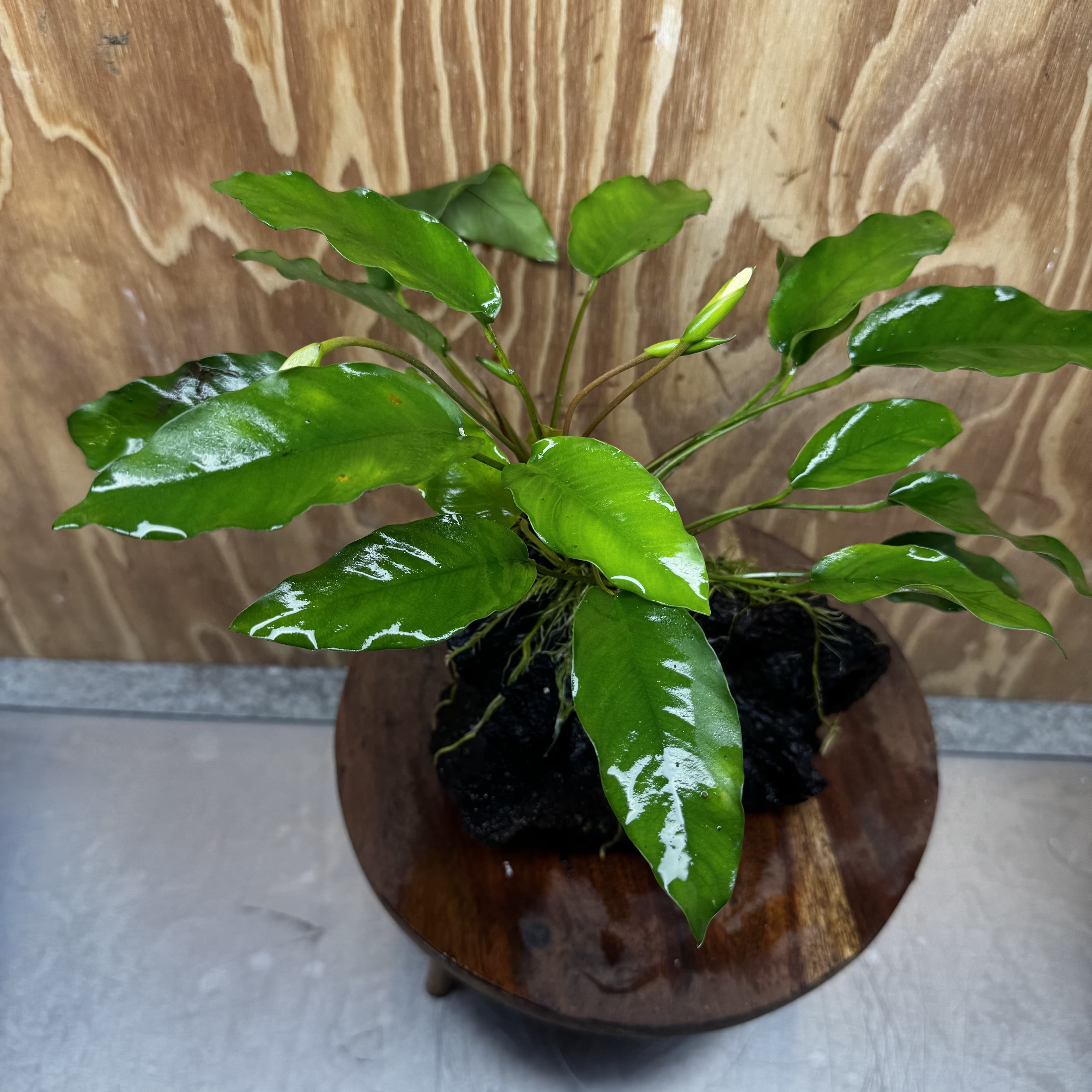 Scapeshop.com.au One Only Anubias 'Petite Emerald Heart' on Medium Driftwood Creation - One Only - Fancy Buy Anubias Petite Emerald Heart Medium Driftwood ONE ONLY Scapeshop