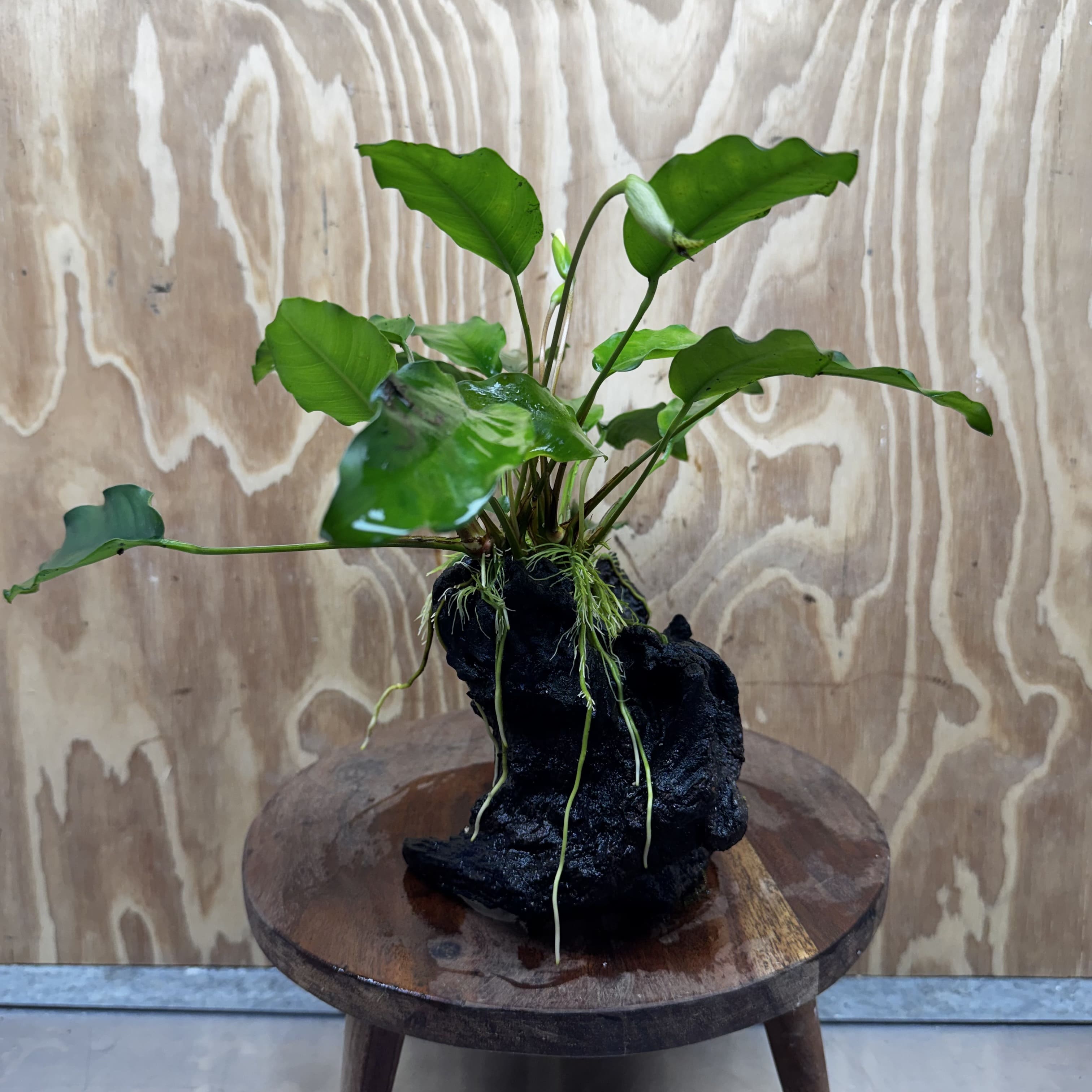 Scapeshop.com.au One Only Anubias 'Petite Emerald Heart' on Medium Driftwood Creation - One Only - Fancy Buy Anubias Petite Emerald Heart Medium Driftwood ONE ONLY Scapeshop