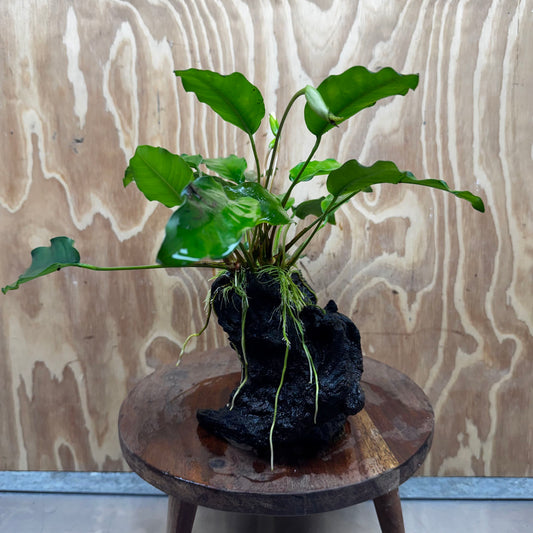 Scapeshop.com.au One Only Anubias 'Petite Emerald Heart' on Medium Driftwood Creation - One Only - Fancy Buy Anubias Petite Emerald Heart Medium Driftwood ONE ONLY Scapeshop