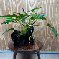 Scapeshop.com.au One Only Anubias 'Petite Emerald Heart' on Medium Driftwood Creation - One Only - Fancy Buy Anubias Petite Emerald Heart Medium Driftwood ONE ONLY Scapeshop