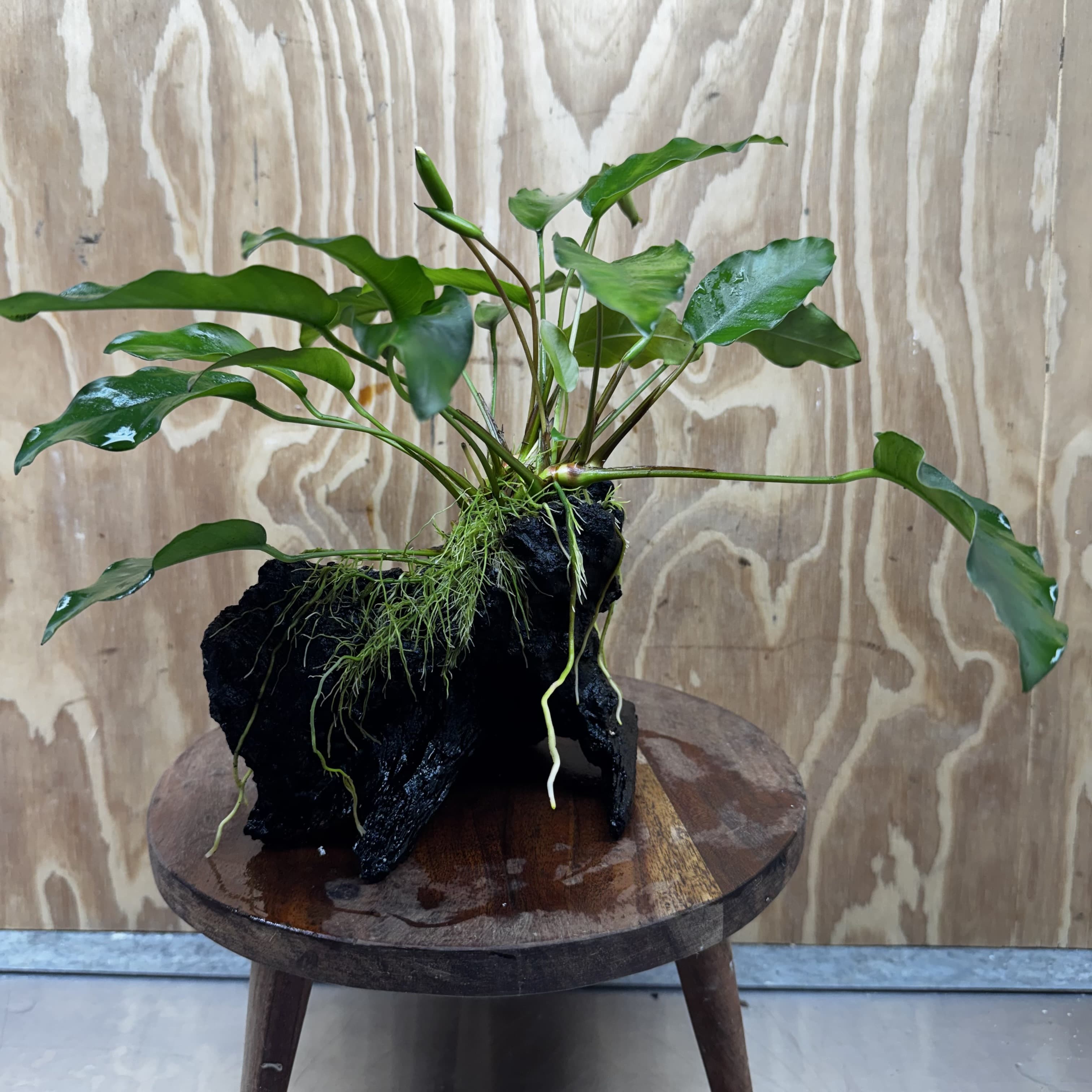 Scapeshop.com.au One Only Anubias 'Petite Emerald Heart' on Medium Driftwood Creation - One Only - Fancy Buy Anubias Petite Emerald Heart Medium Driftwood ONE ONLY Scapeshop