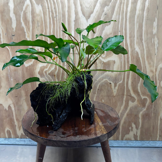 Scapeshop.com.au One Only Anubias 'Petite Emerald Heart' on Medium Driftwood Creation - One Only - Fancy Buy Anubias Petite Emerald Heart Medium Driftwood ONE ONLY Scapeshop