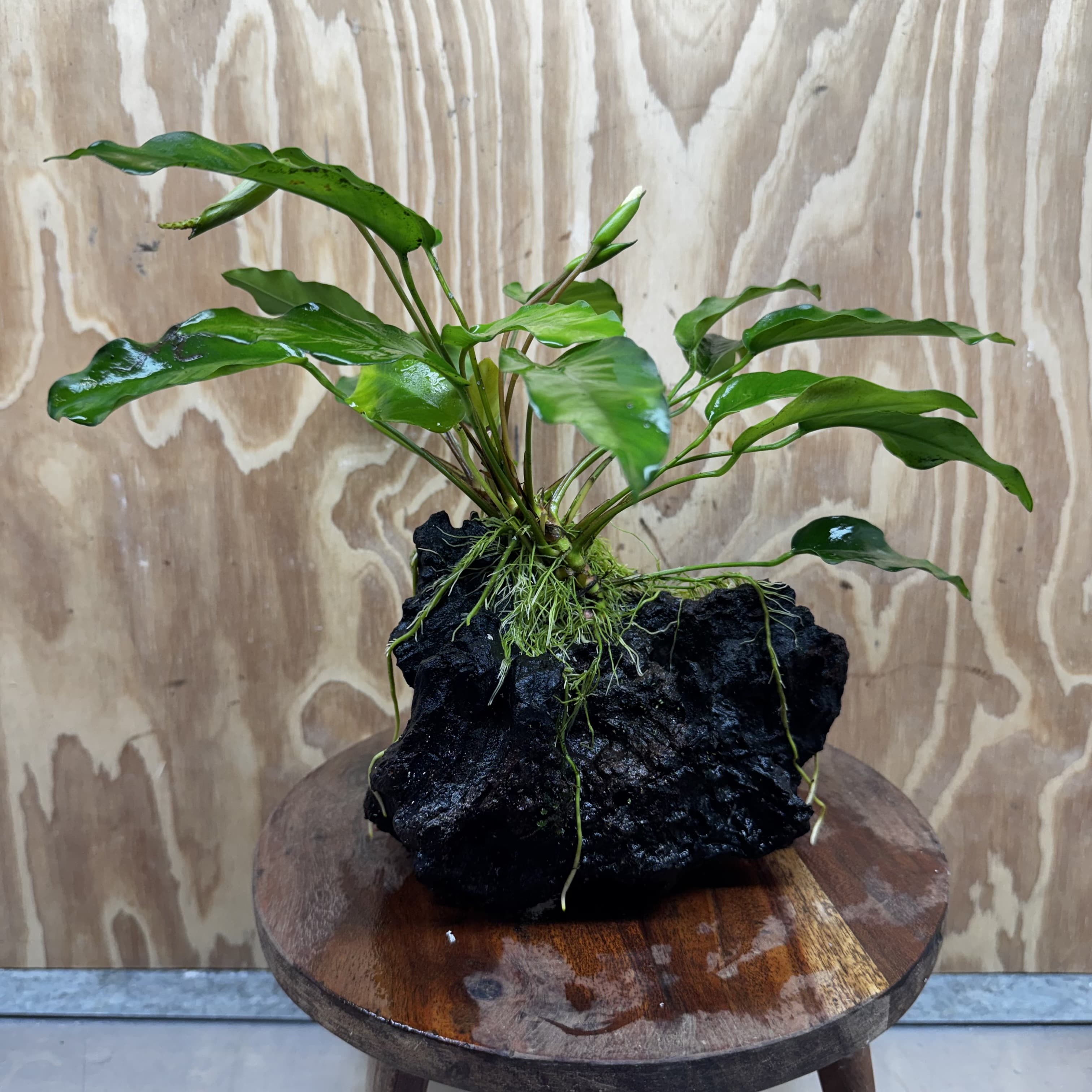 Scapeshop.com.au One Only Anubias 'Petite Emerald Heart' on Medium Driftwood Creation - One Only - Fancy Buy Anubias Petite Emerald Heart Medium Driftwood ONE ONLY Scapeshop