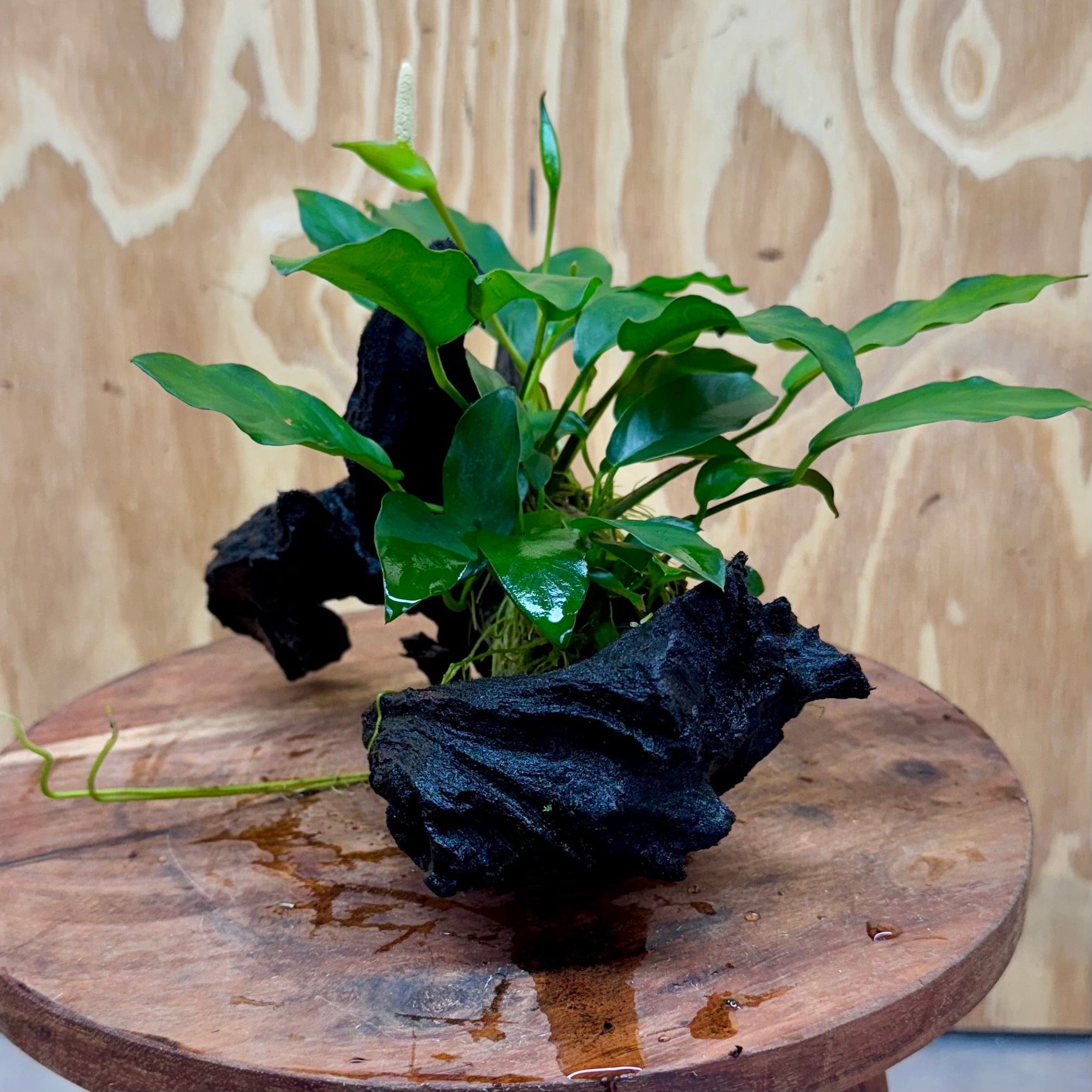 Scapeshop.com.au One Only Anubias 'Petite Emerald Heart' on Medium Driftwood Creation - One Only - Fancy Buy Anubias Petite Emerald Heart Medium Driftwood ONE ONLY Scapeshop