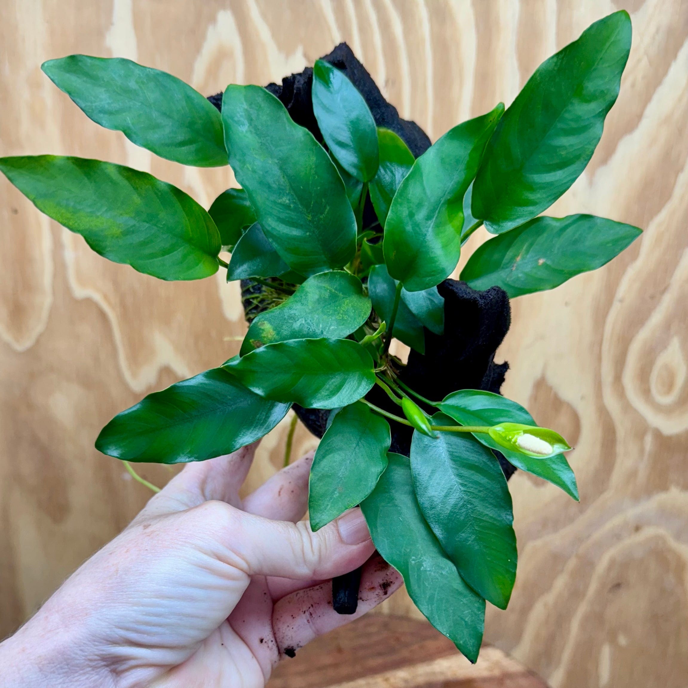 Scapeshop.com.au One Only Anubias 'Petite Emerald Heart' on Medium Driftwood Creation - One Only - Fancy Buy Anubias Petite Emerald Heart Medium Driftwood ONE ONLY Scapeshop