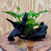 Scapeshop.com.au One Only Anubias 'Petite Emerald Heart' on Medium Driftwood Creation - One Only - Fancy Buy Anubias Petite Emerald Heart Medium Driftwood ONE ONLY Scapeshop