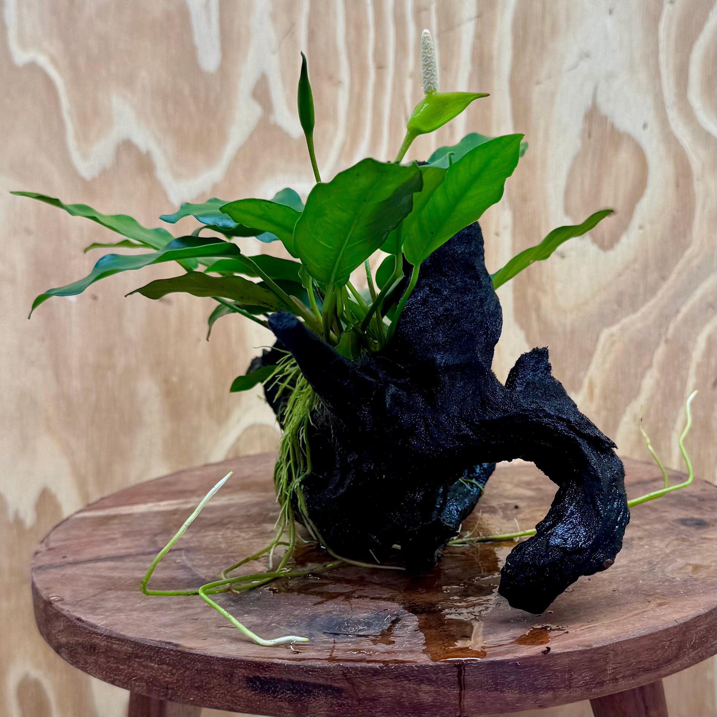 Scapeshop.com.au One Only Anubias 'Petite Emerald Heart' on Medium Driftwood Creation - One Only - Fancy Buy Anubias Petite Emerald Heart Medium Driftwood ONE ONLY Scapeshop