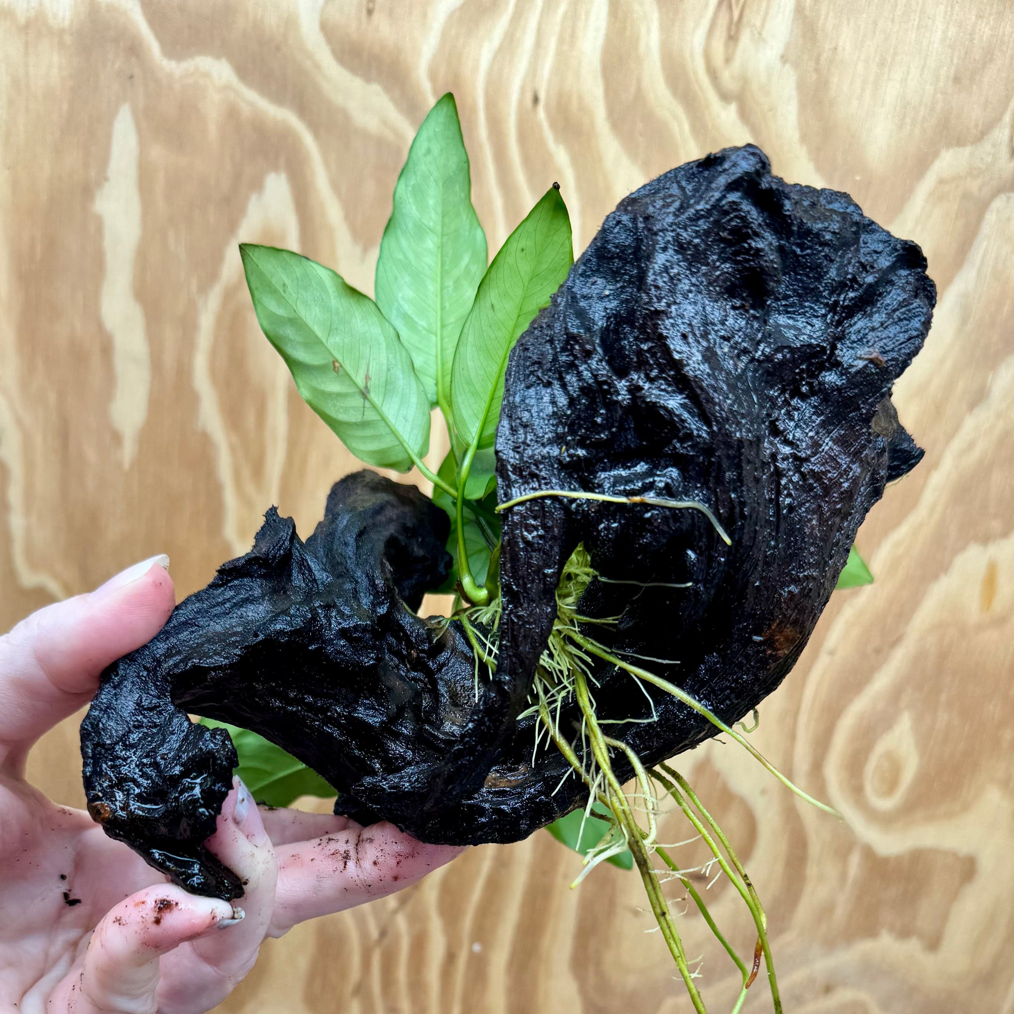 Scapeshop.com.au One Only Anubias 'Petite Emerald Heart' on Medium Driftwood Creation - One Only - Fancy Buy Anubias Petite Emerald Heart Medium Driftwood ONE ONLY Scapeshop