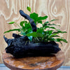 Scapeshop.com.au One Only Anubias 'Petite Emerald Heart' on Medium Driftwood Creation - One Only - Fancy Buy Anubias Petite Emerald Heart Medium Driftwood ONE ONLY Scapeshop