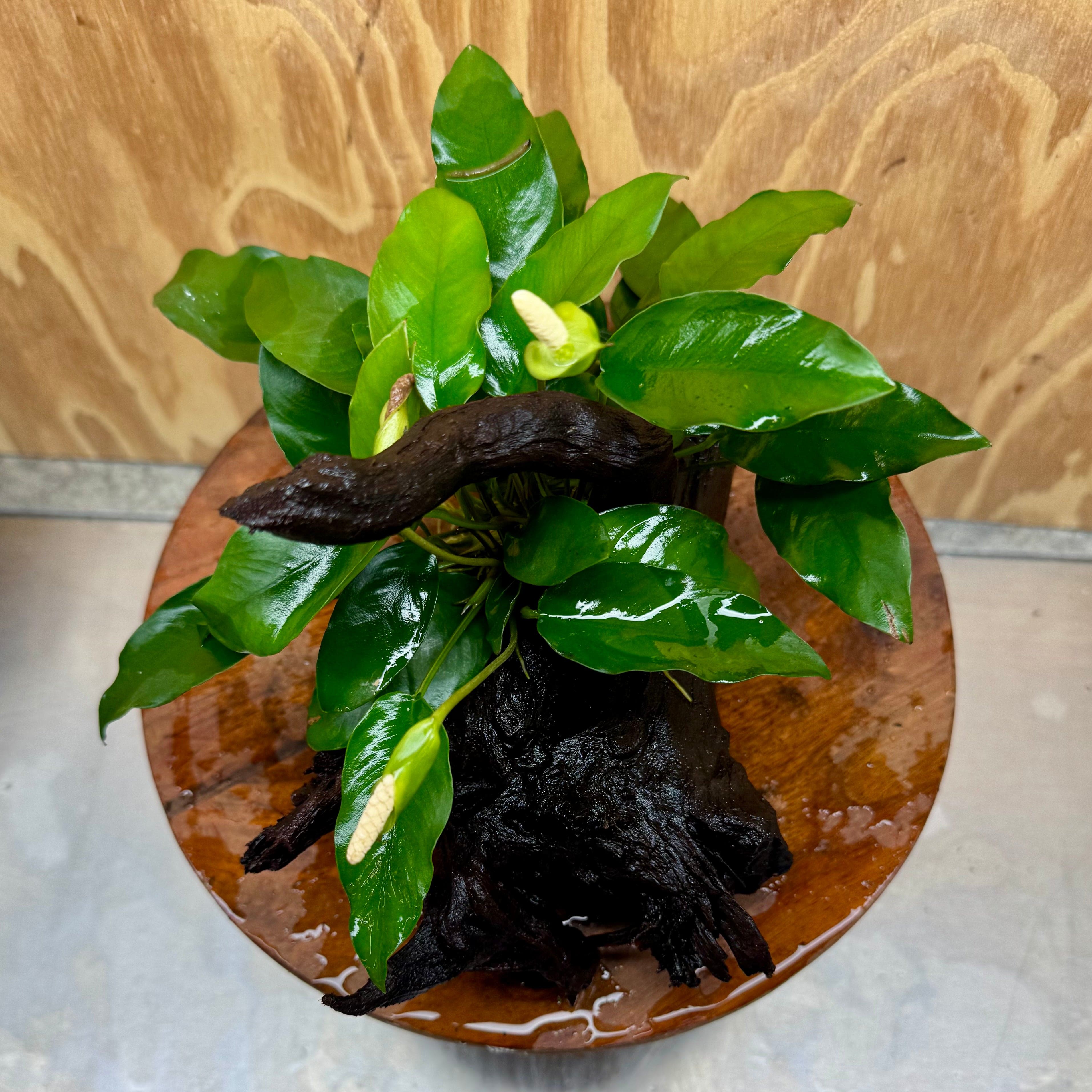 Scapeshop.com.au One Only Anubias 'Petite Emerald Heart' on Medium Driftwood Creation - One Only - Fancy Buy Anubias Petite Emerald Heart Medium Driftwood ONE ONLY Scapeshop