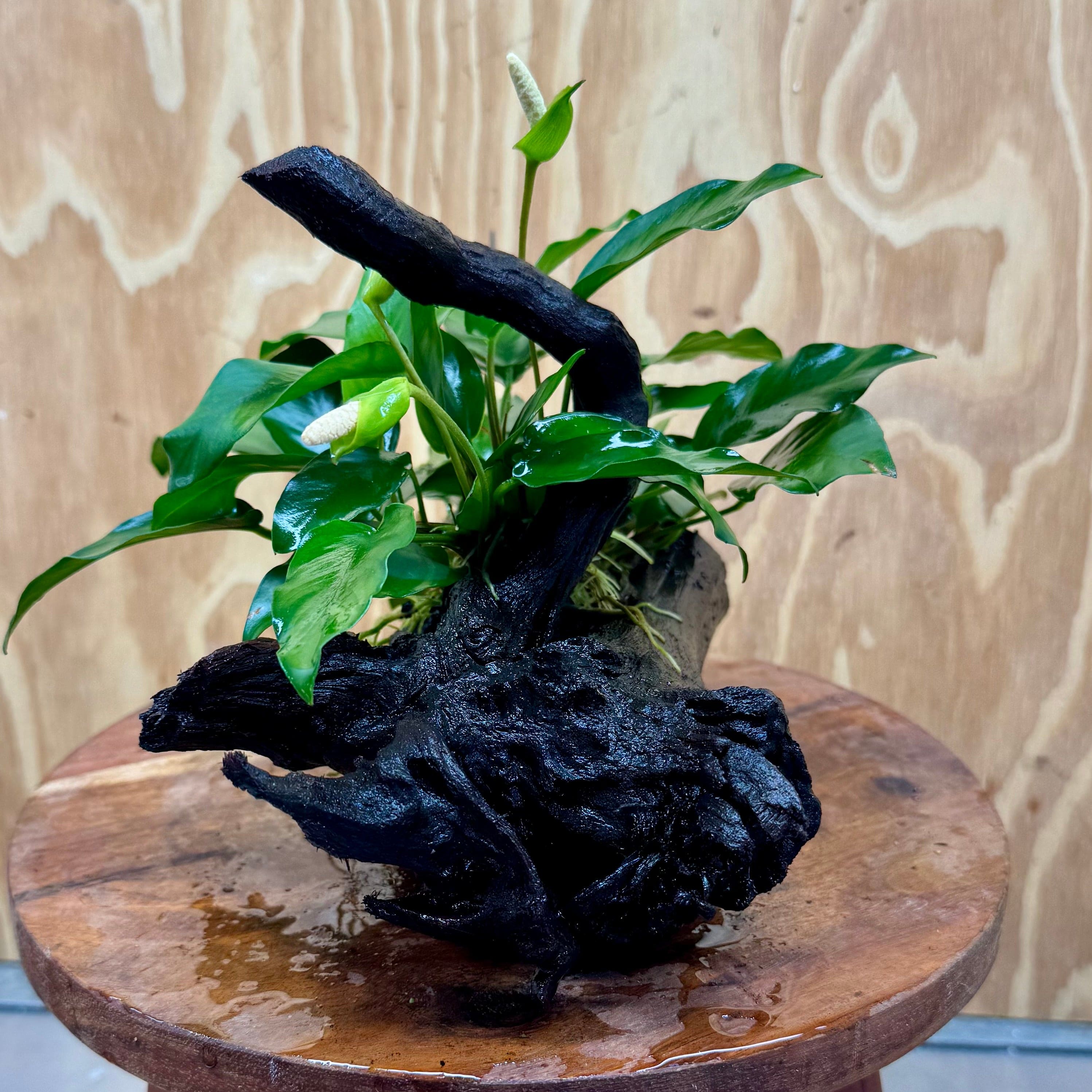 Scapeshop.com.au One Only Anubias 'Petite Emerald Heart' on Medium Driftwood Creation - One Only - Fancy Buy Anubias Petite Emerald Heart Medium Driftwood ONE ONLY Scapeshop