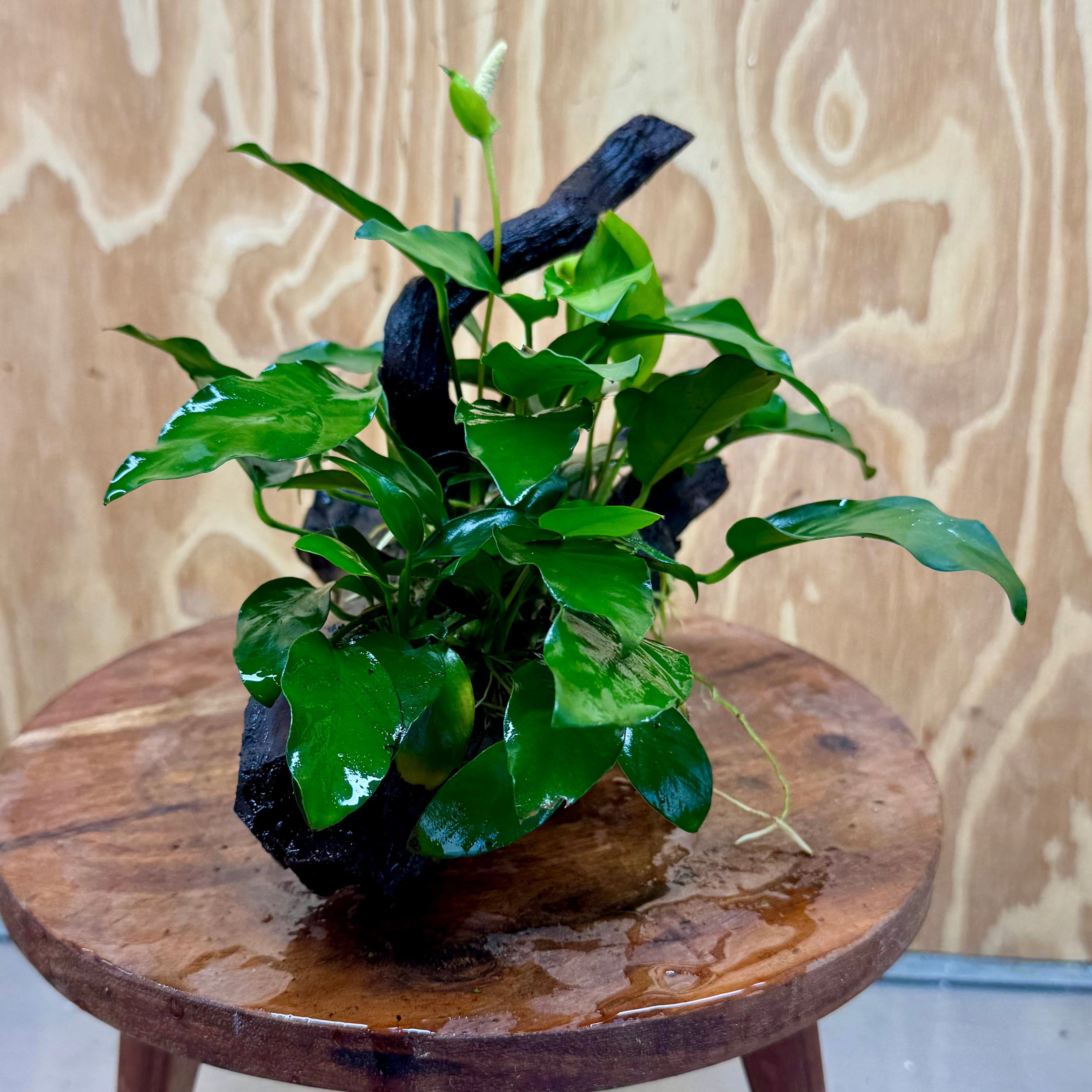 Scapeshop.com.au One Only Anubias 'Petite Emerald Heart' on Medium Driftwood Creation - One Only - Fancy Buy Anubias Petite Emerald Heart Medium Driftwood ONE ONLY Scapeshop