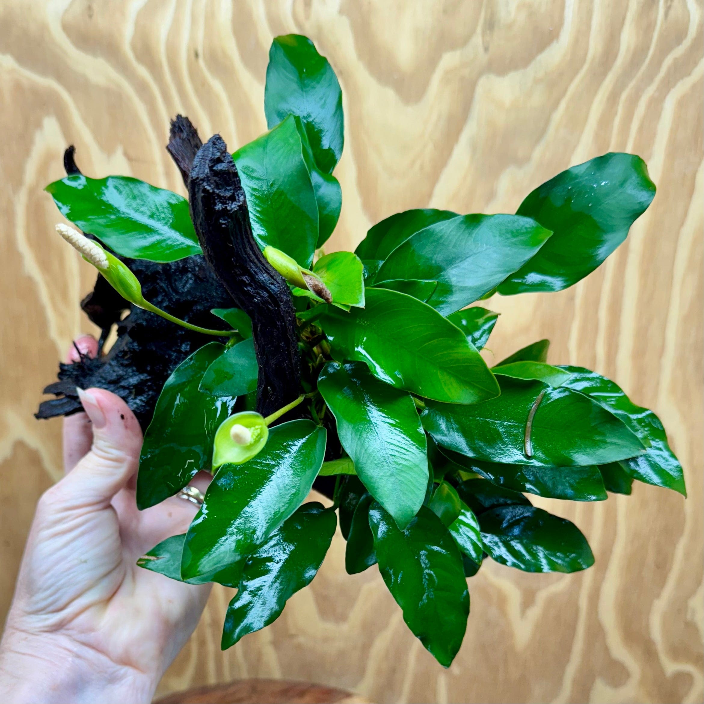 Scapeshop.com.au One Only Anubias 'Petite Emerald Heart' on Medium Driftwood Creation - One Only - Fancy Buy Anubias Petite Emerald Heart Medium Driftwood ONE ONLY Scapeshop