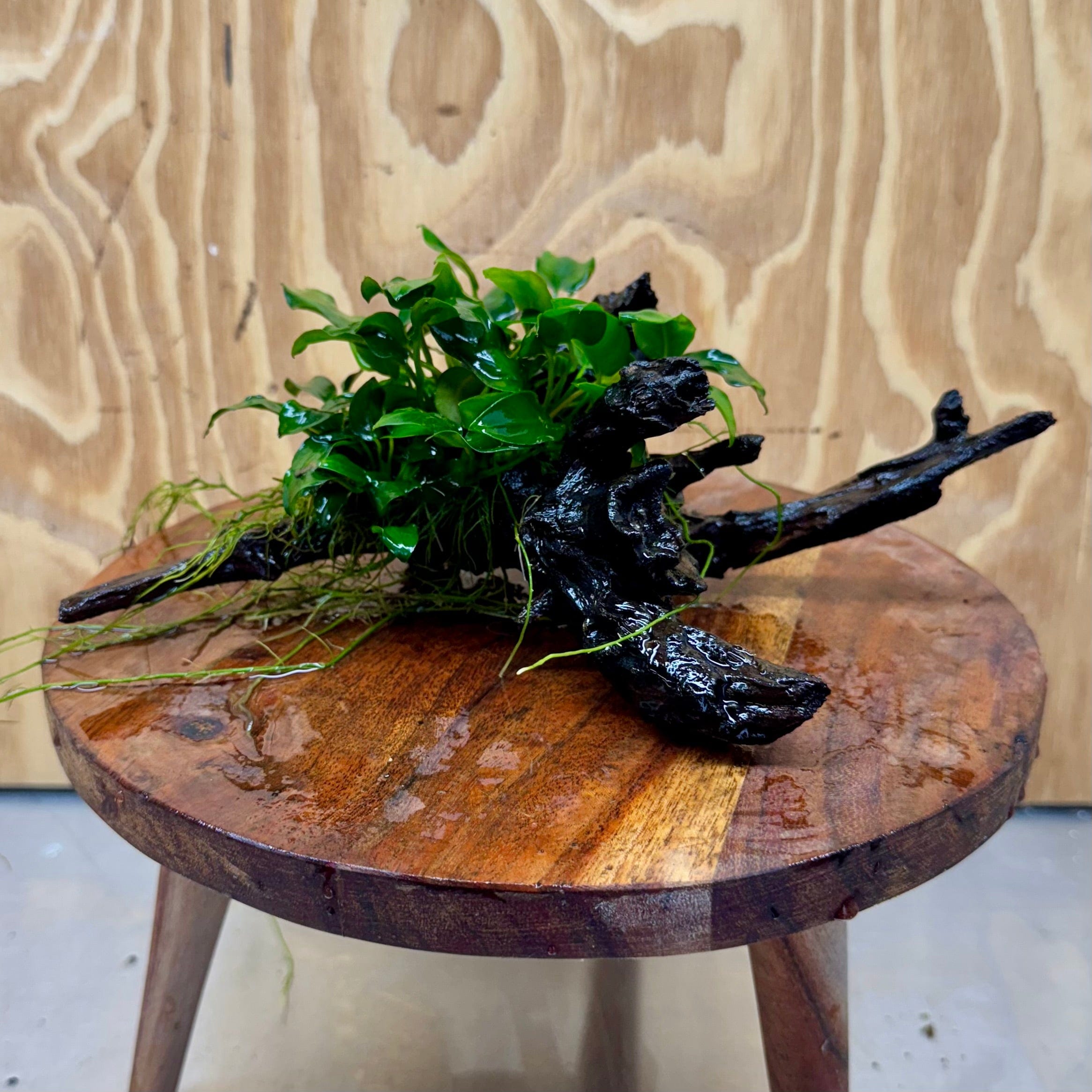 Pisces Enterprises One Only Anubias Petite Nana Clump on Medium Driftwood Creation - One Only Anubias Petite Nana Clump on Medium Driftwood Creation - One Only