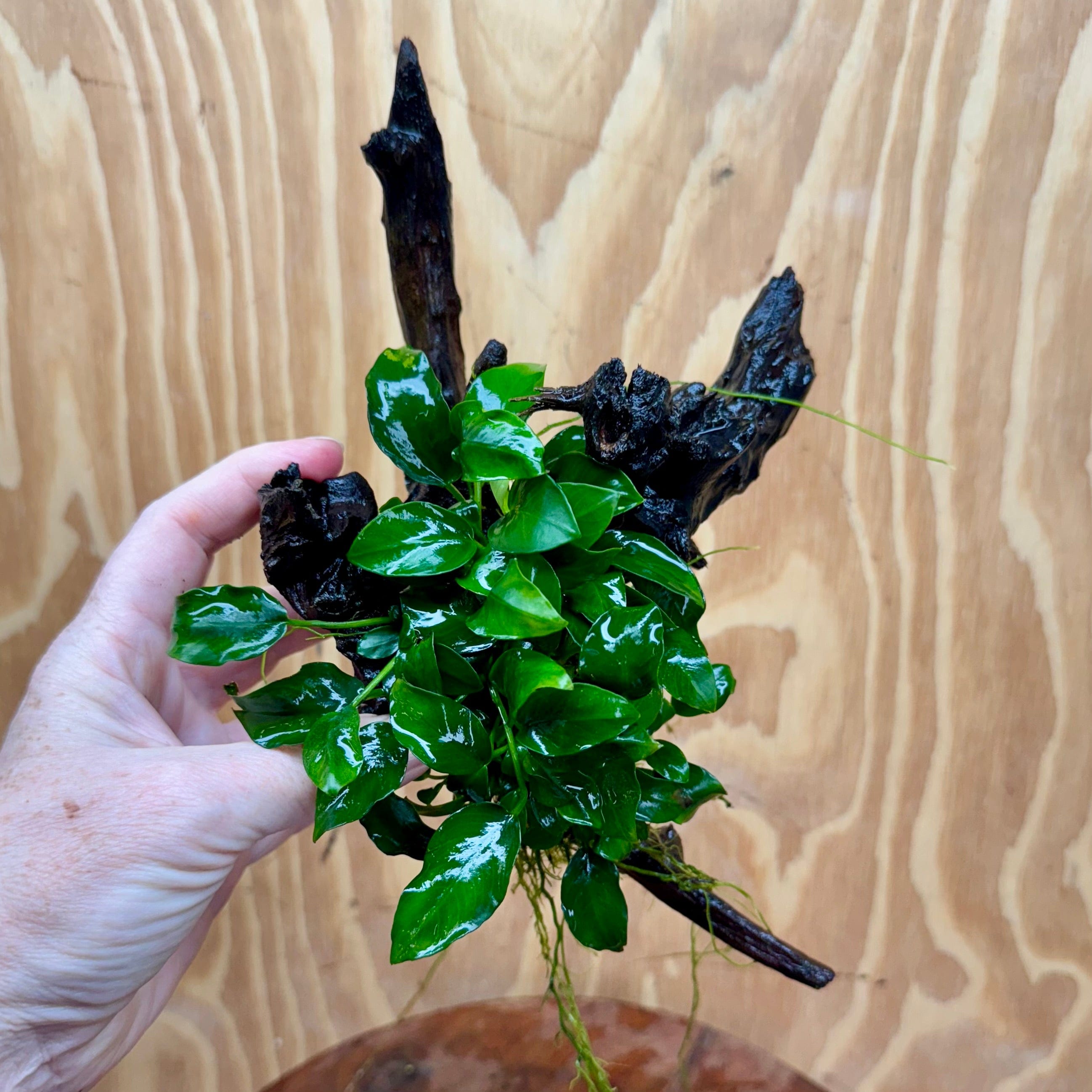 Pisces Enterprises One Only Anubias Petite Nana Clump on Medium Driftwood Creation - One Only Anubias Petite Nana Clump on Medium Driftwood Creation - One Only