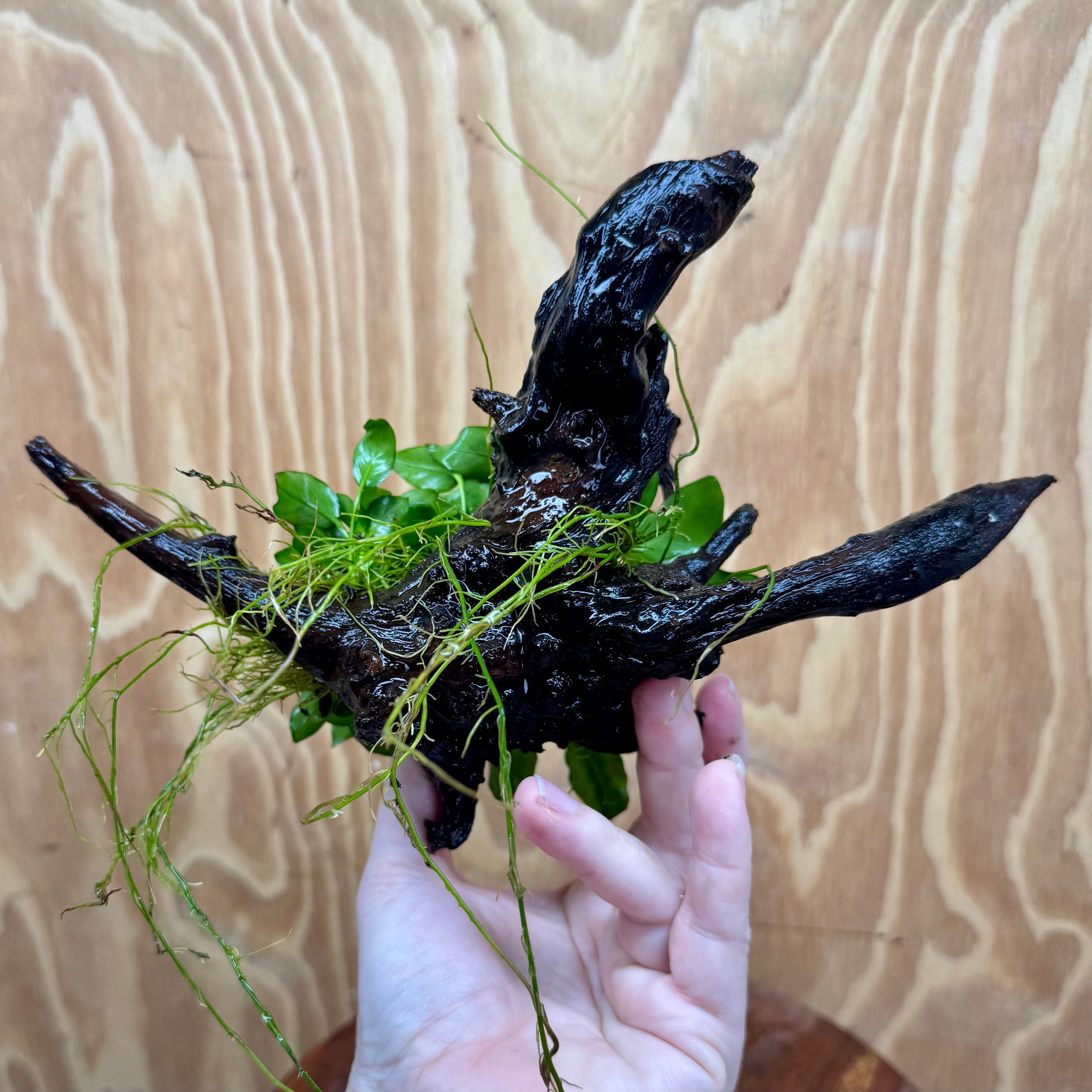Pisces Enterprises One Only Anubias Petite Nana Clump on Medium Driftwood Creation - One Only Anubias Petite Nana Clump on Medium Driftwood Creation - One Only