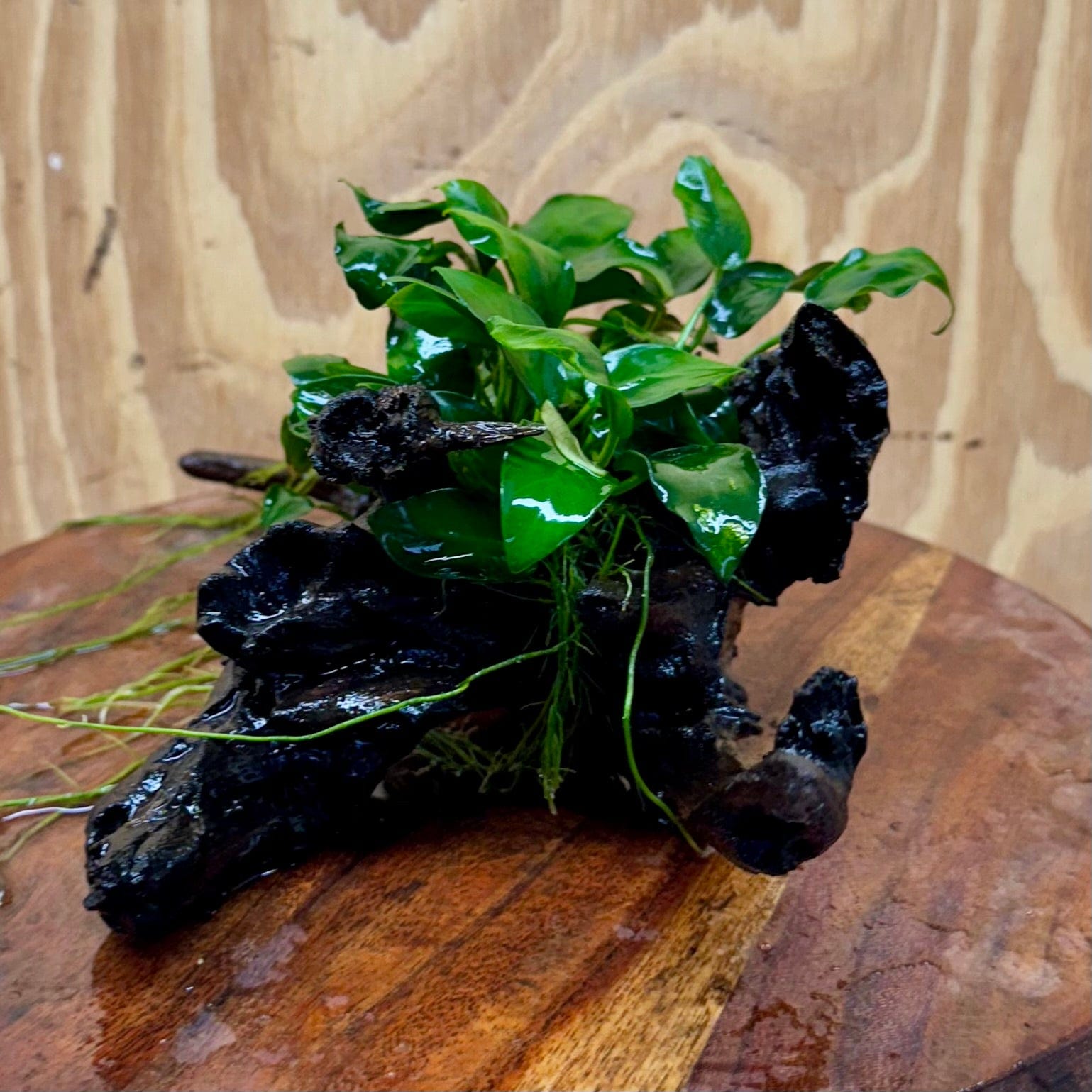 Pisces Enterprises One Only Anubias Petite Nana Clump on Medium Driftwood Creation - One Only Anubias Petite Nana Clump on Medium Driftwood Creation - One Only