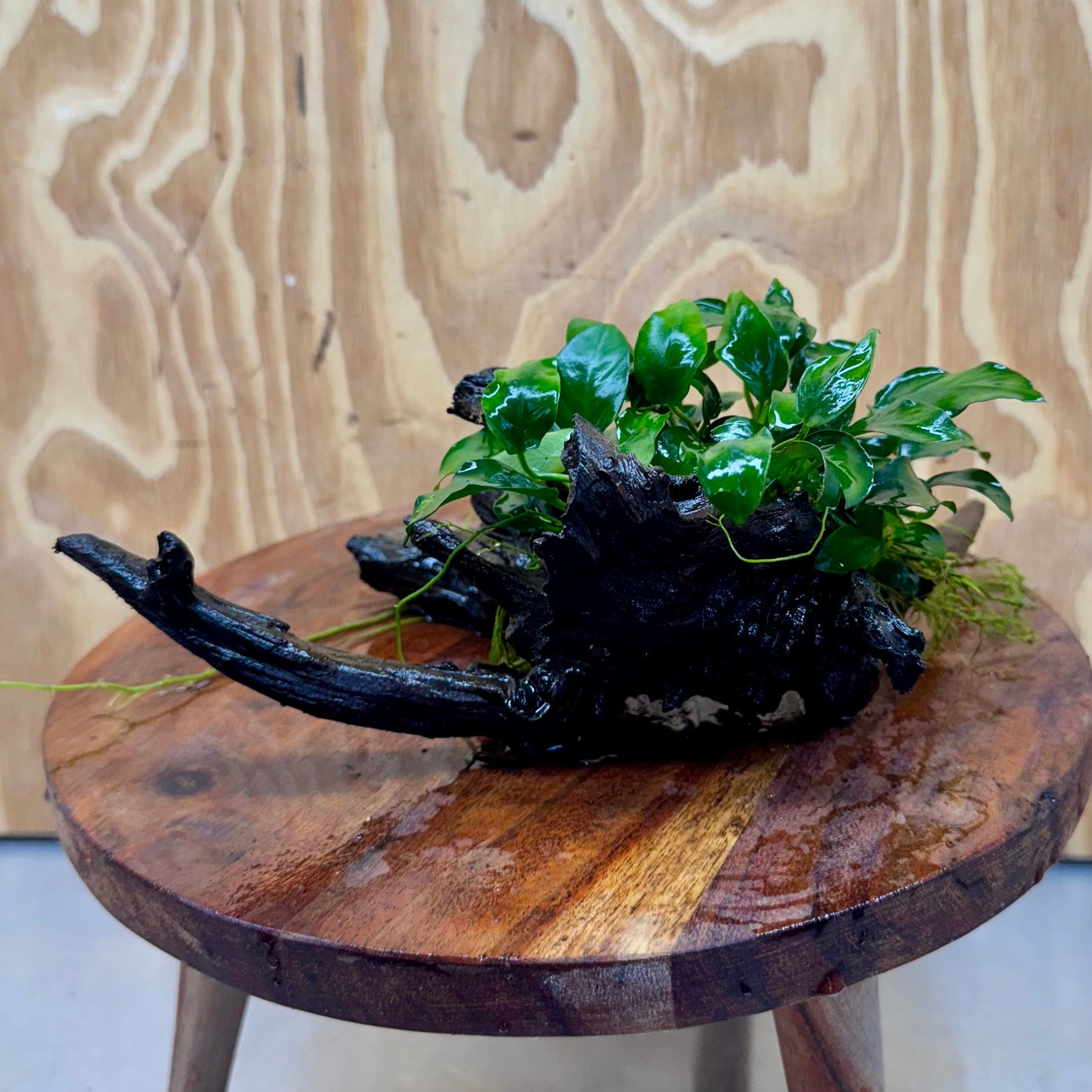 Pisces Enterprises One Only Anubias Petite Nana Clump on Medium Driftwood Creation - One Only Anubias Petite Nana Clump on Medium Driftwood Creation - One Only