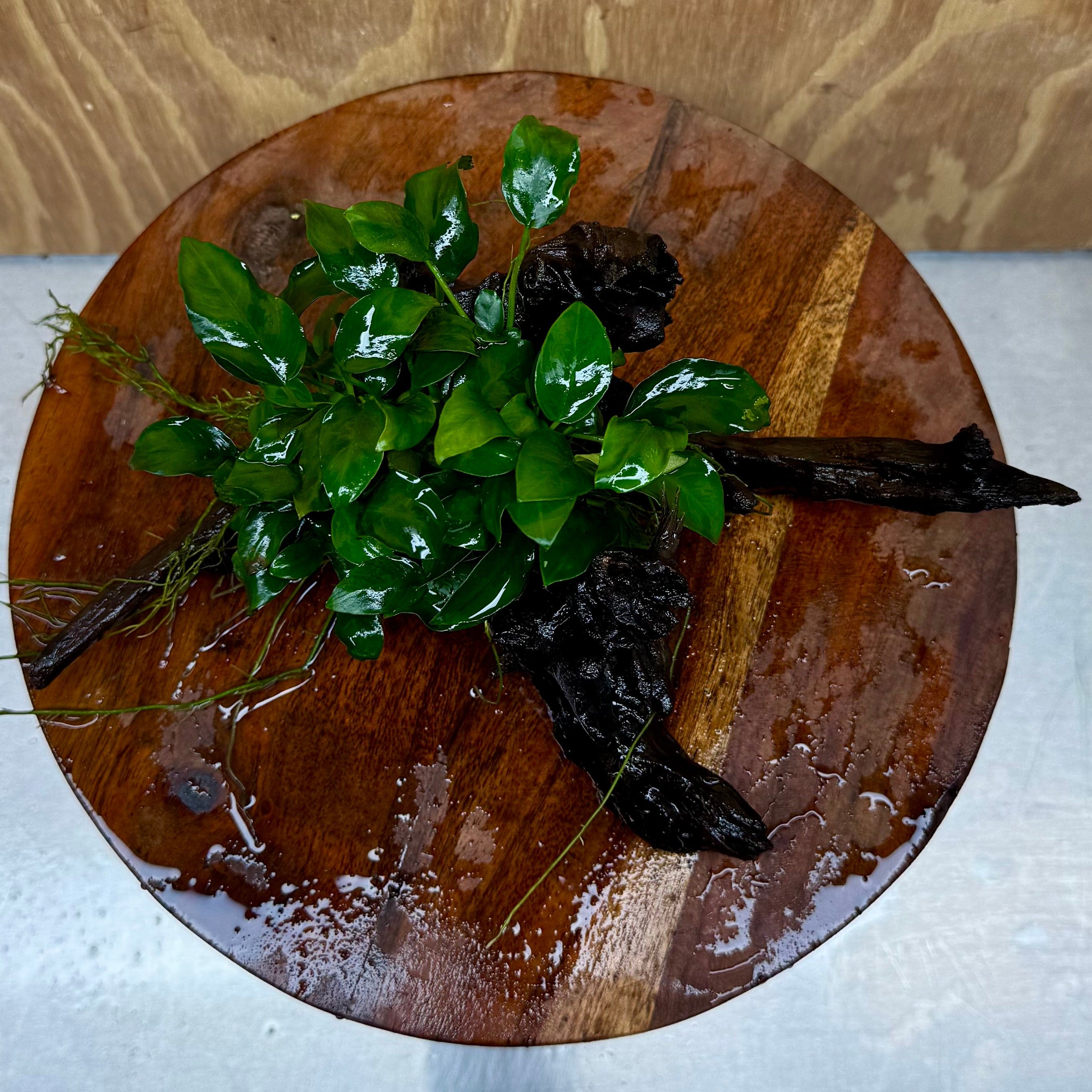 Pisces Enterprises One Only Anubias Petite Nana Clump on Medium Driftwood Creation - One Only Anubias Petite Nana Clump on Medium Driftwood Creation - One Only
