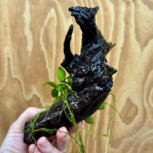 Pisces Enterprises One Only Anubias Petite Nana Clump on Medium Driftwood Creation - One Only Anubias Petite Nana Clump on Medium Driftwood Creation - One Only