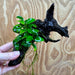 Pisces Enterprises One Only Anubias Petite Nana Clump on Medium Driftwood Creation - One Only Anubias Petite Nana Clump on Medium Driftwood Creation - One Only