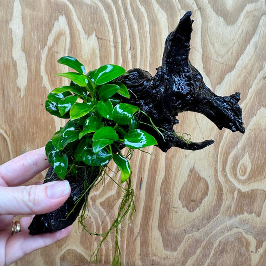 Pisces Enterprises One Only Anubias Petite Nana Clump on Medium Driftwood Creation - One Only Anubias Petite Nana Clump on Medium Driftwood Creation - One Only