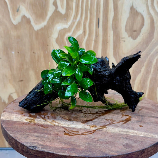 Pisces Enterprises One Only Anubias Petite Nana Clump on Medium Driftwood Creation - One Only Anubias Petite Nana Clump on Medium Driftwood Creation - One Only
