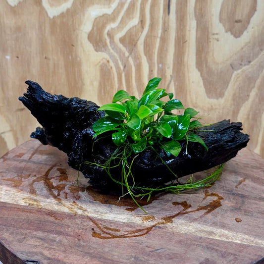 Pisces Enterprises One Only Anubias Petite Nana Clump on Medium Driftwood Creation - One Only Anubias Petite Nana Clump on Medium Driftwood Creation - One Only