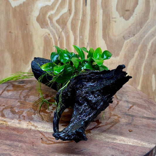 Pisces Enterprises One Only Anubias Petite Nana Clump on Medium Driftwood Creation - One Only Anubias Petite Nana Clump on Medium Driftwood Creation - One Only