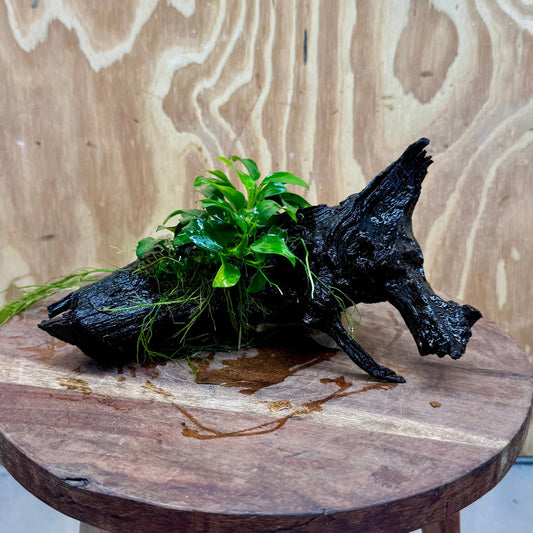 Pisces Enterprises One Only Anubias Petite Nana Clump on Medium Driftwood Creation - One Only Anubias Petite Nana Clump on Medium Driftwood Creation - One Only