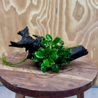 Pisces Enterprises One Only Anubias Petite Nana Clump on Medium Driftwood Creation - One Only Anubias Petite Nana Clump on Medium Driftwood Creation - One Only