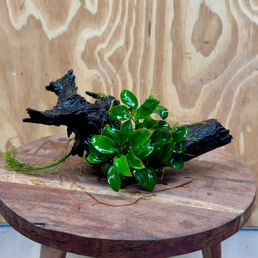 Pisces Enterprises One Only Anubias Petite Nana Clump on Medium Driftwood Creation - One Only Anubias Petite Nana Clump on Medium Driftwood Creation - One Only