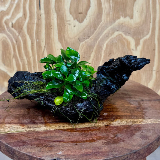 Pisces Enterprises One Only Anubias Petite Nana Clump on Medium Driftwood Creation - One Only - Bold Anubias Petite Nana Clump on Medium Driftwood Creation - One Only - Bold
