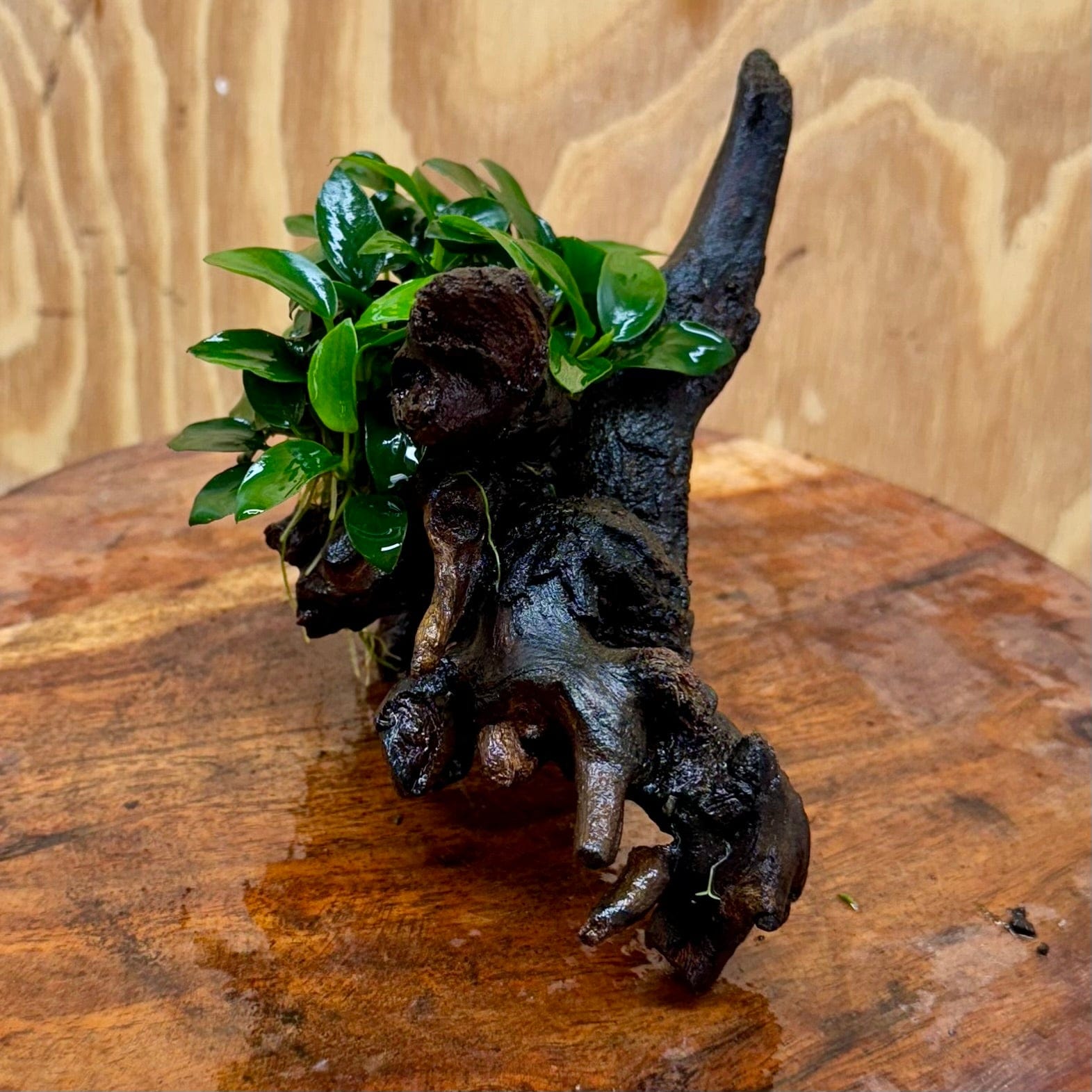 Pisces Enterprises One Only Anubias Petite Nana Clump on Small Driftwood Creation - One Only - Beautiful Anubias Petite Nana Clump on Small Driftwood Creation - One Only - Beautiful