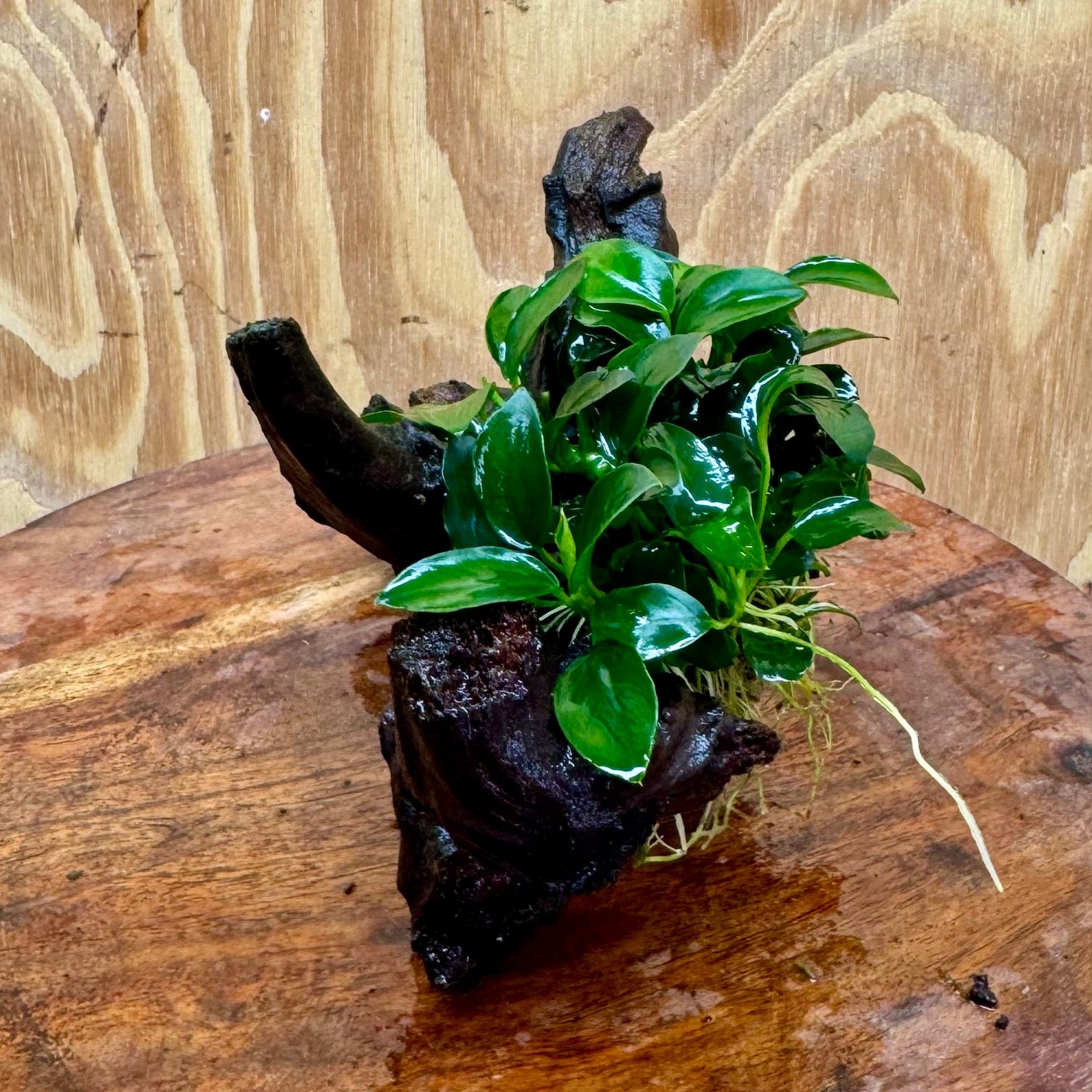 Pisces Enterprises One Only Anubias Petite Nana Clump on Small Driftwood Creation - One Only - Beautiful Anubias Petite Nana Clump on Small Driftwood Creation - One Only - Beautiful