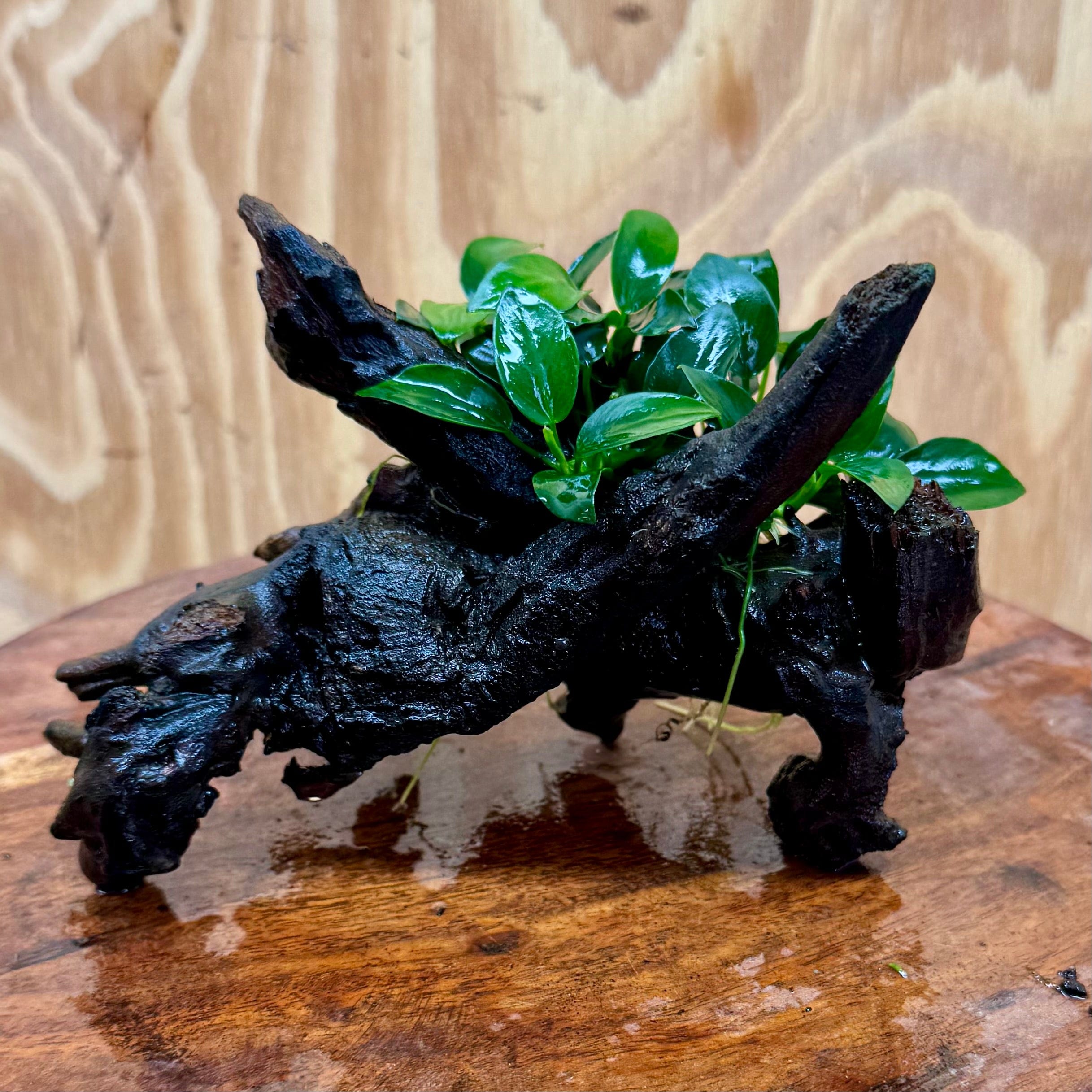 Pisces Enterprises One Only Anubias Petite Nana Clump on Small Driftwood Creation - One Only - Beautiful Anubias Petite Nana Clump on Small Driftwood Creation - One Only - Beautiful