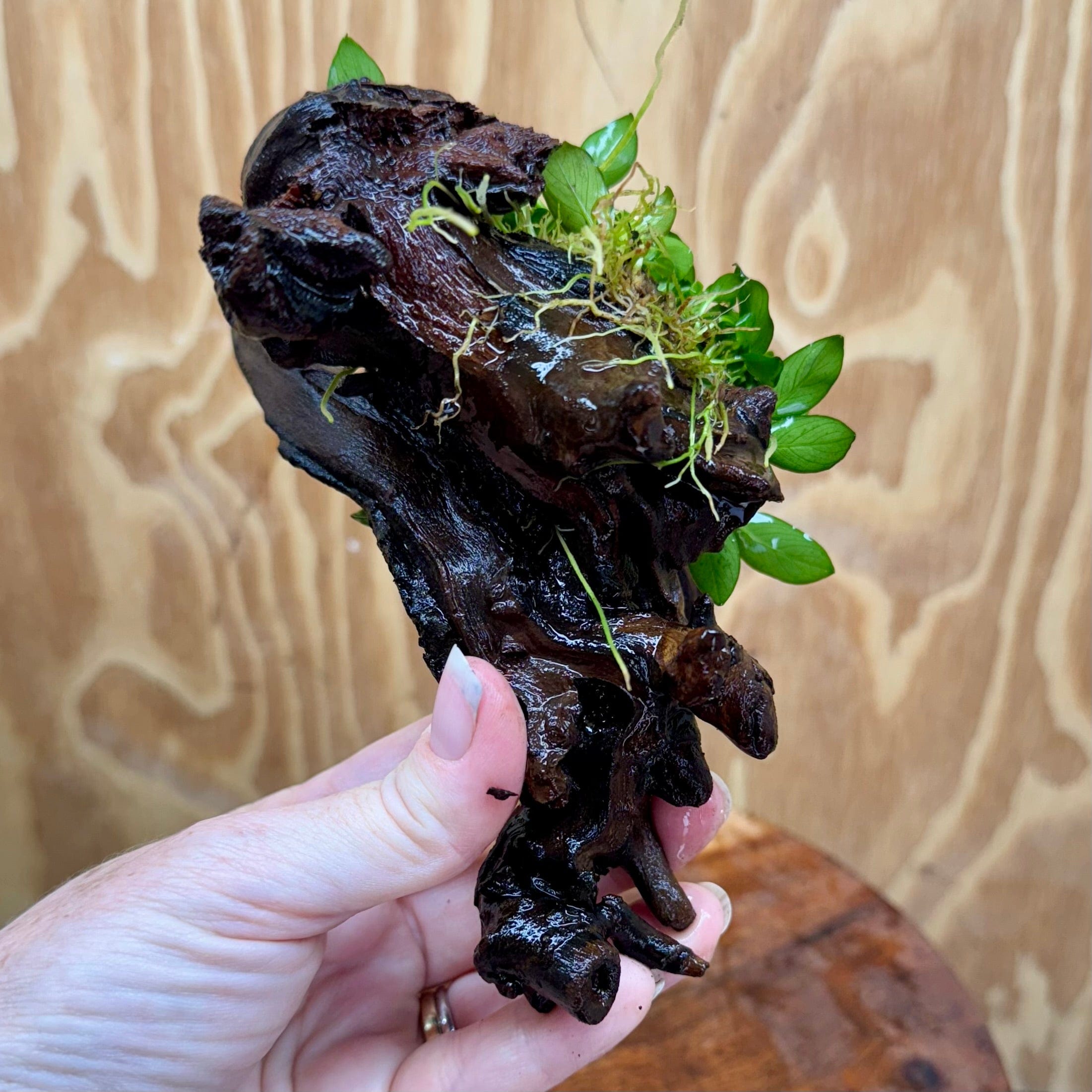 Pisces Enterprises One Only Anubias Petite Nana Clump on Small Driftwood Creation - One Only - Beautiful Anubias Petite Nana Clump on Small Driftwood Creation - One Only - Beautiful