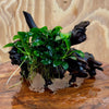 Pisces Enterprises One Only Anubias Petite Nana Clump on Small Driftwood Creation - One Only - Beautiful Anubias Petite Nana Clump on Small Driftwood Creation - One Only - Beautiful